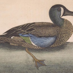 Blue-winged Teal