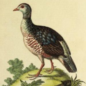 Barbary Partridge
