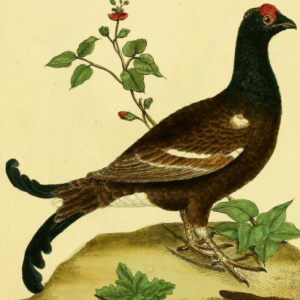 Black Grouse