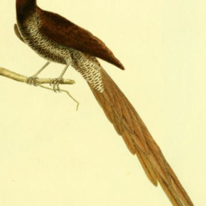 Black Sicklebill
