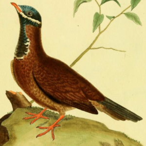 Blue Headed Quail-Dove