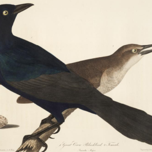 Boat Tailed Grackle