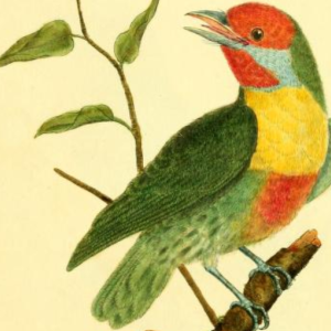 Drawn by F.-N. Martinet