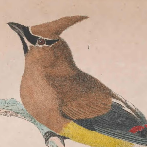 Cedar Waxwing