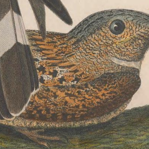 Engraved by J. G. Warnicke