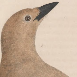 Clark's Nutcracker