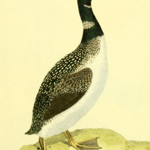 Common Loon