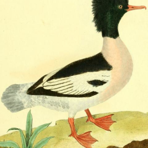 Drawn by F.-N. Martinet