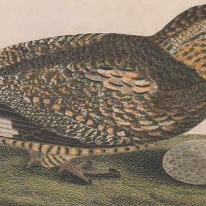 Engraved by J. G. Warnicke