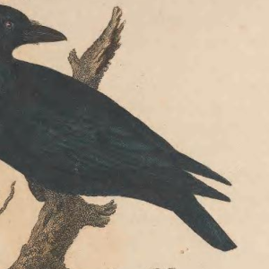 Common Raven