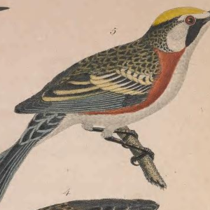 Chestnut-sided Warbler