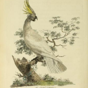 Yellow-crested Cockatoo