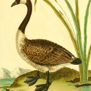 Canada Goose, Drawn by F.-N. Martinet