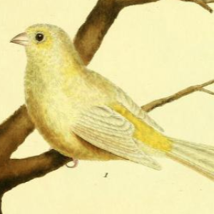 Canary