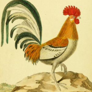 Chicken