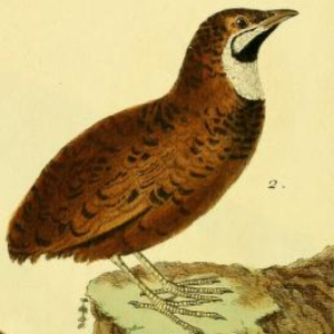 Chinese Quail