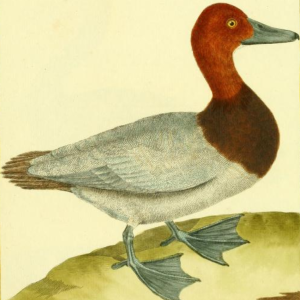 Drawn by F.-N. Martinet