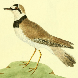 Common Ringed Plover