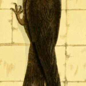 Common Swift, Drawn by F.-N. Martinet