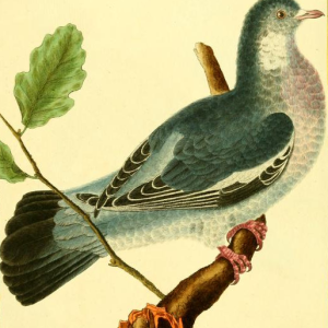Common Wood Pigeon
