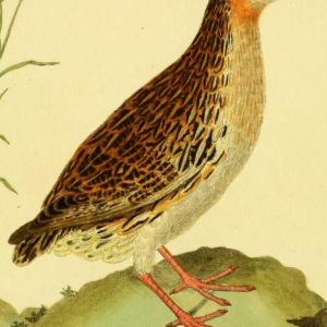 Common Quail 