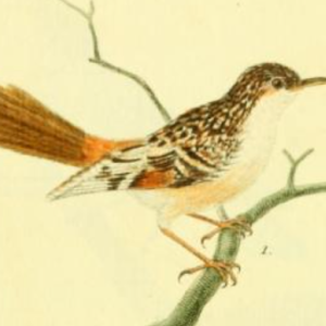 Eurasian Treecreeper