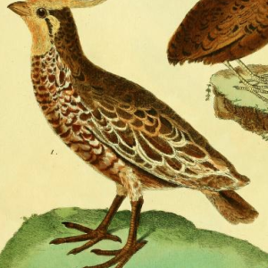 Crested Quail
