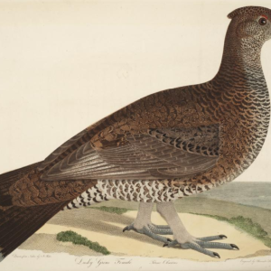 Dusky Grouse