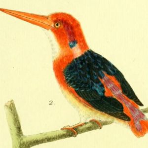 Dwarf Kingfisher, Drawn by F.-N. Martinet