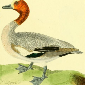 Eurasian Wigeon