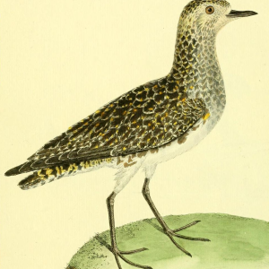 European Golden Plover, Drawn by F.-N. Martinet