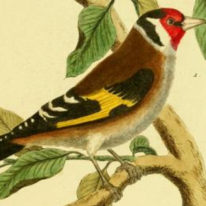 European Goldfinch