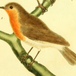 European Robin