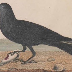 Fish Crow