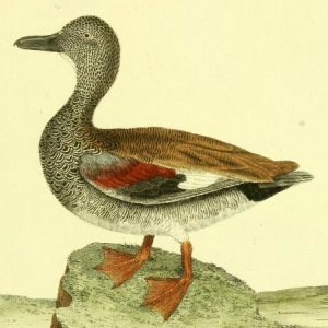 Drawn by F.-N. Martinet 