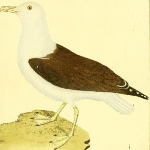 Great Black-backed Gull
