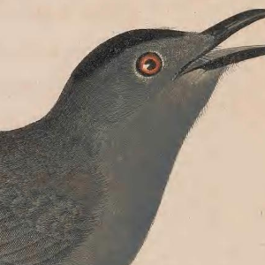 Gray Catbird