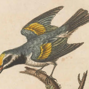 Golden-winged Warbler