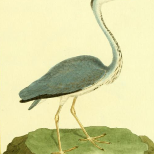 Gray Heron, Drawn by F.-N. Martinet
