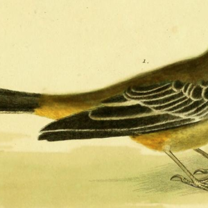 Gray Wagtail