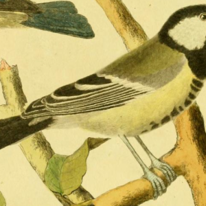 Great Tit