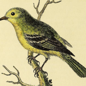 A natural history of birds... Part 2, Plate 79.