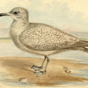 American Herring Gull