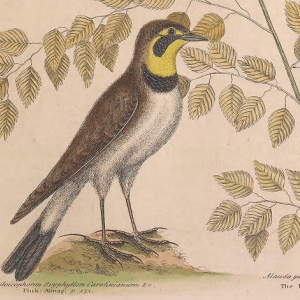 Horned Lark, by Catesby, M. (1731).