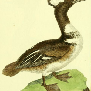 Drawn by F.-N. Martinet