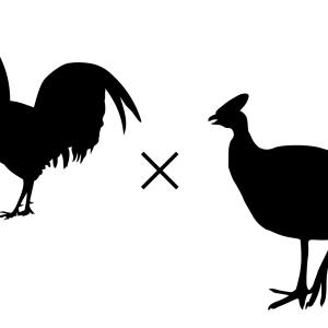 Hybrid Guineafowl Chicken