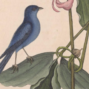 Indigo Bunting