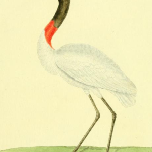 Jabiru, Drawn by F.-N. Martinet