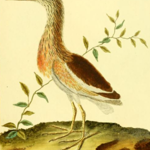 Javan Pond Heron