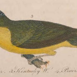 Kentucky Warbler